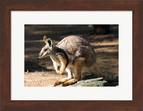 Framed Kangaroo, Taronga Zoo, Sydney, Australia Print