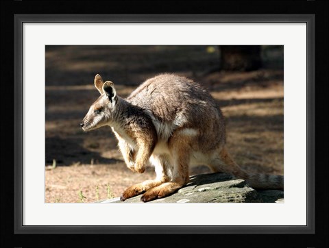 Framed Kangaroo, Taronga Zoo, Sydney, Australia Print