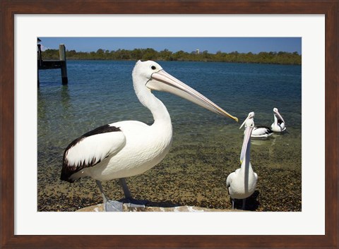 Framed Australian Pelican, Australia Print
