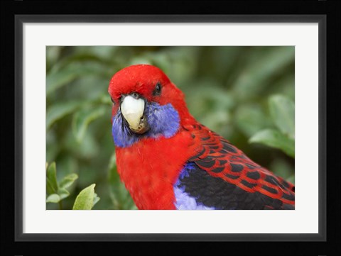 Framed Crimson Rosellas, O'Reilly's Rainforest, Lamington National Park, Queensland, Australia Print