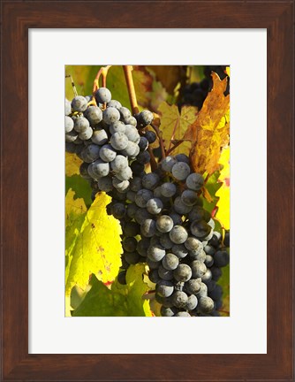 Framed Red Grapes, Boynton&#39;s of Bright Vineyard, near Bright, Victoria, Australia Print