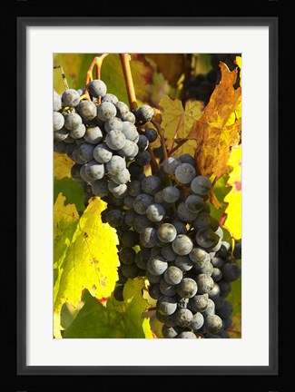 Framed Red Grapes, Boynton's of Bright Vineyard, near Bright, Victoria, Australia Print