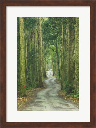 Framed Road through Rainforest, Lamington National Park, Gold Coast Hinterland, Queensland, Australia Print