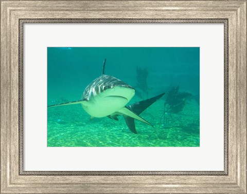 Framed Shark, Sea World, Gold Coast, Queensland, Australia Print