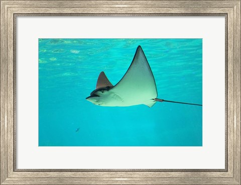 Framed Sting Ray, Sea World, Gold Coast, Queensland, Australia Print