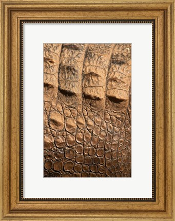 Framed Detail of Crocodile Skin, Australia Print