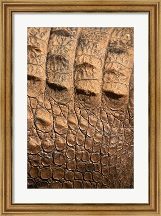 Framed Detail of Crocodile Skin, Australia Print