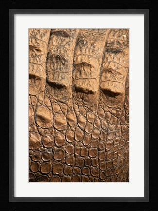 Framed Detail of Crocodile Skin, Australia Print
