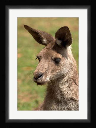 Framed Grey Kangaroo, Australia Print