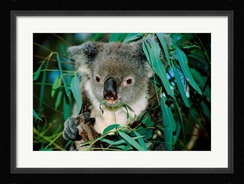 Framed Koala Eating, Rockhampton, Queensland, Australia Print