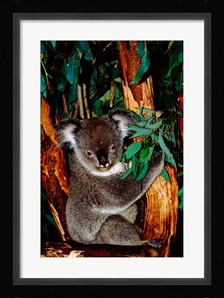 Framed Koala on Eucalyptus, Featherdale Wildlife Park, Sydney, Australia Print