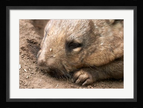 Framed Southern Hairy Nosed Wombat, Australia Print