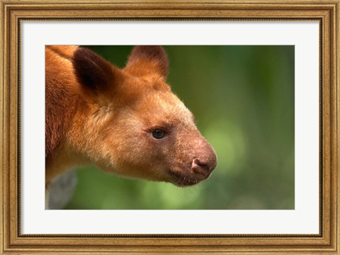 Framed Tree Kangaroo, Australia Print