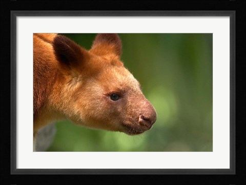 Framed Tree Kangaroo, Australia Print