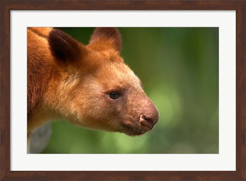Framed Tree Kangaroo, Australia Print