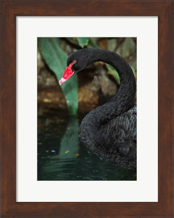 Framed Australia, Black Swan (Cygnus atratus) Print