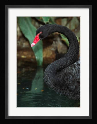 Framed Australia, Black Swan (Cygnus atratus) Print