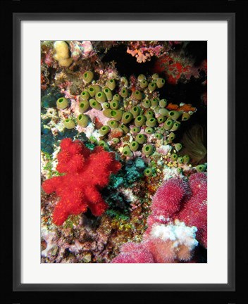 Framed Coral, Agincourt Reef, Great Barrier Reef, North Queensland, Australia Print
