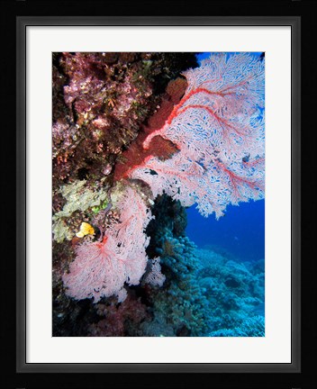 Framed Fan Coral, Agincourt Reef, Great Barrier Reef, North Queensland, Australia Print
