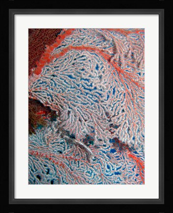 Framed Fan Coral, Great Barrier Reef, Queensland, Australia Print