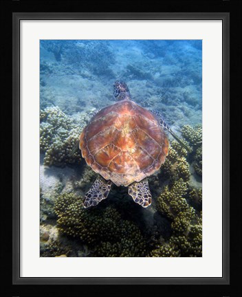 Framed Green Turtle, Low Isles, Great Barrier Reef, North Queensland, Australia Print