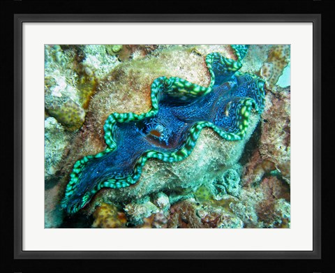 Framed Outlet Siphon, Giant Clam, Agincourt Reef, Great Barrier Reef, North Queensland, Australia Print