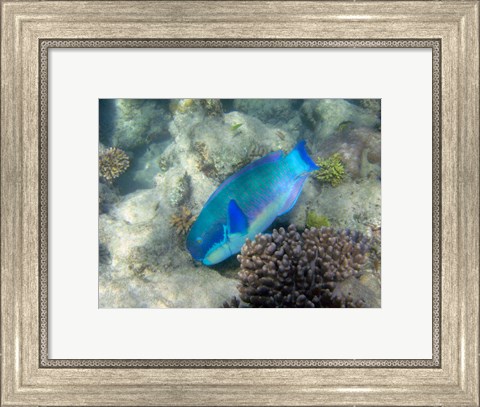 Framed Steephead Parrotfish, Great Barrier Reef, Australia Print