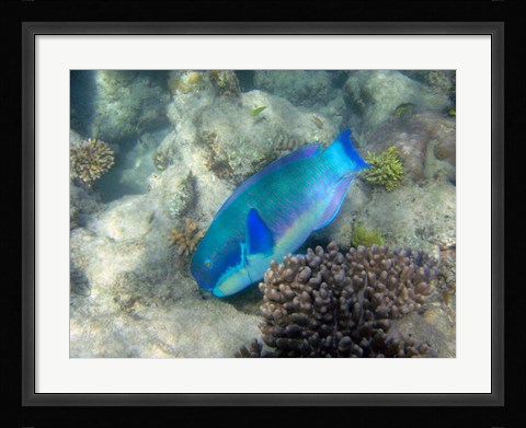 Framed Steephead Parrotfish, Great Barrier Reef, Australia Print