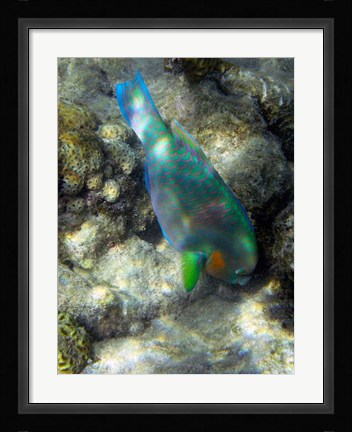Framed Surf Parrotfish, Low Isles, Great Barrier Reef, Australia Print
