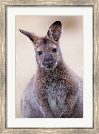 Framed Close up of Red-necked and Bennett&#39;s Wallaby wildlife, Australia Print