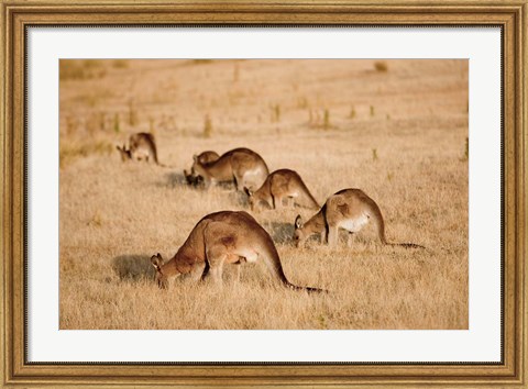 Framed Eastern Grey Kangaroo group grazing Print