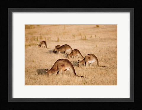 Framed Eastern Grey Kangaroo group grazing Print