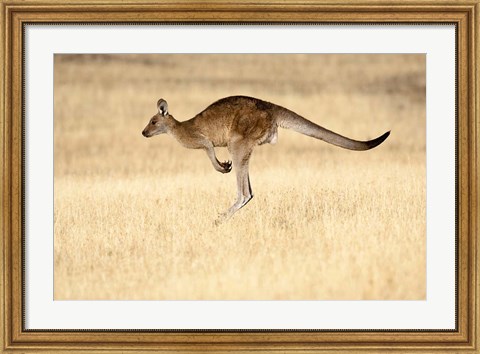 Framed Eastern Grey Kangaroo, Tasmania, Australia Print