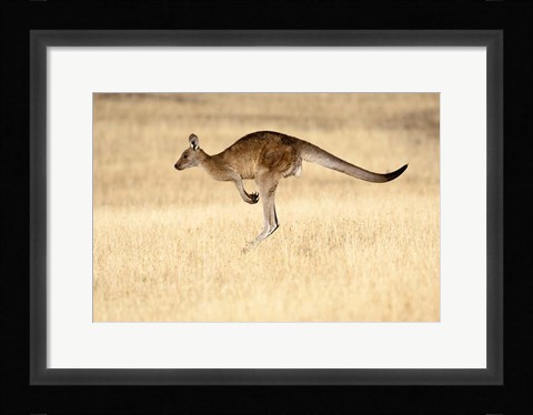 Framed Eastern Grey Kangaroo, Tasmania, Australia Print