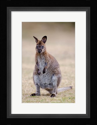 Framed Red-necked and Bennett's Wallaby wildlife, Australia Print