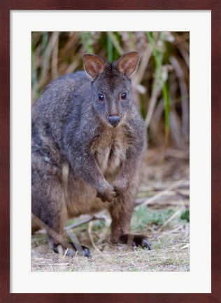 Framed Tasmanian Pademelon wildlife, Tasmania, Australia Print