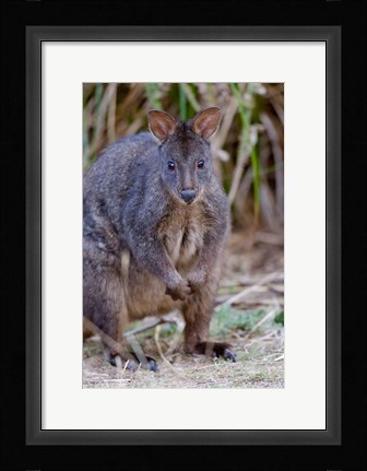Framed Tasmanian Pademelon wildlife, Tasmania, Australia Print