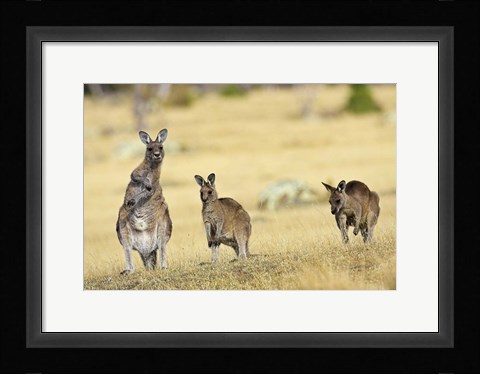 Framed Eastern Grey Kangaroo group standing upright Print