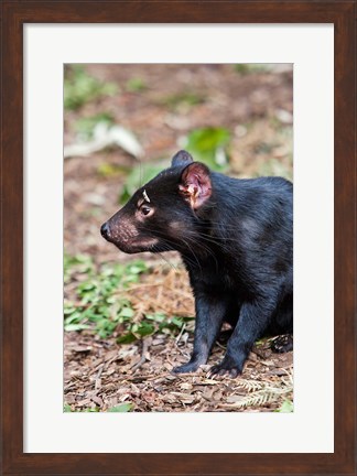 Framed Tasmanian Devil wildlife, Tasmania, Australia Print