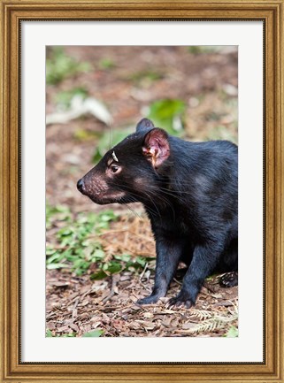 Framed Tasmanian Devil wildlife, Tasmania, Australia Print