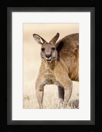 Framed Eastern Grey Kangaroo portrait Print