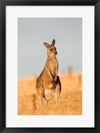 Framed Eastern Grey Kangaroo portrait during sunset Print