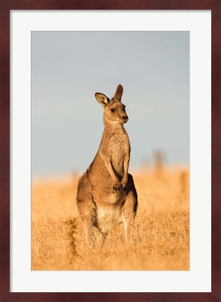 Framed Eastern Grey Kangaroo portrait during sunset Print