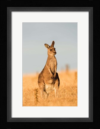 Framed Eastern Grey Kangaroo portrait during sunset Print