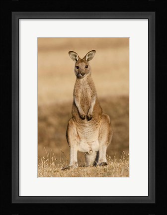 Framed Eastern Grey Kangaroo portrait frontal Print