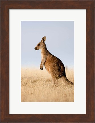 Framed Eastern Grey Kangaroo portrait lateral view Print