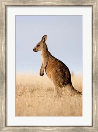 Framed Eastern Grey Kangaroo portrait lateral view Print