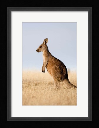 Framed Eastern Grey Kangaroo portrait lateral view Print