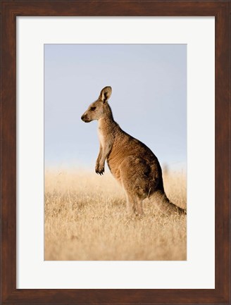 Framed Eastern Grey Kangaroo portrait lateral view Print