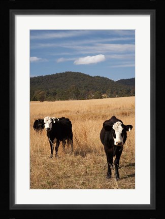 Framed Australia, New South Wales, Wauchope, Cows, Farmland Print